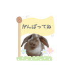 【実写】うさぎのここあ♪（個別スタンプ：12）