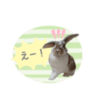 【実写】うさぎのここあ♪（個別スタンプ：15）