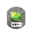 Birdstamp2（個別スタンプ：9）