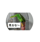 Birdstamp2（個別スタンプ：14）