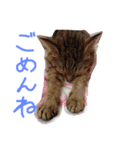 さとーさんちの猫（個別スタンプ：6）