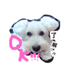 milkdogStamp！（個別スタンプ：15）