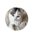 卍ねこ（個別スタンプ：1）