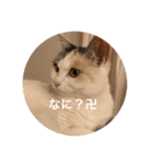 卍ねこ（個別スタンプ：2）