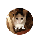 卍ねこ（個別スタンプ：4）