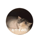 卍ねこ（個別スタンプ：6）