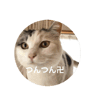 卍ねこ（個別スタンプ：8）