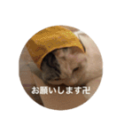 卍ねこ（個別スタンプ：17）