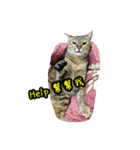 [Cat] meow the voice of the king（個別スタンプ：7）