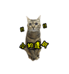 [Cat] meow the voice of the king（個別スタンプ：11）