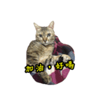 [Cat] meow the voice of the king（個別スタンプ：14）