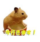 Hamsters in my house No.2.（個別スタンプ：4）