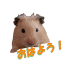 Hamsters in my house No.2.（個別スタンプ：10）