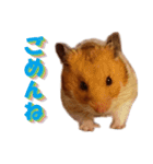 Hamsters in my house No.2.（個別スタンプ：14）