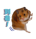 Hamsters in my house No.2.（個別スタンプ：16）