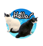 BLACK＆WHITE CUTE CAT（個別スタンプ：1）