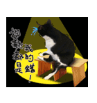 BLACK＆WHITE CUTE CAT（個別スタンプ：11）