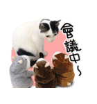 BLACK＆WHITE CUTE CAT（個別スタンプ：20）