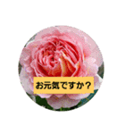 素敵な薔薇/バラの楽しみ（個別スタンプ：1）