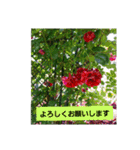 素敵な薔薇/バラの楽しみ（個別スタンプ：3）