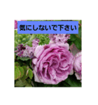 素敵な薔薇/バラの楽しみ（個別スタンプ：5）