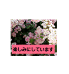 素敵な薔薇/バラの楽しみ（個別スタンプ：6）