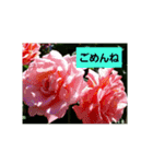 素敵な薔薇/バラの楽しみ（個別スタンプ：10）