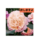 素敵な薔薇/バラの楽しみ（個別スタンプ：18）