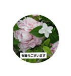 素敵な薔薇/バラの楽しみ（個別スタンプ：20）