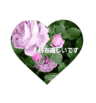 素敵な薔薇/バラの楽しみ（個別スタンプ：21）