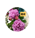 素敵な薔薇/バラの楽しみ（個別スタンプ：23）