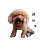 Poodle and Maltese（個別スタンプ：5）