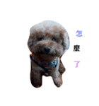 Poodle and Maltese（個別スタンプ：10）