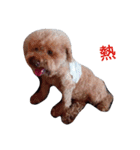 Poodle and Maltese（個別スタンプ：11）