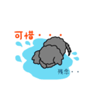 チワワ×プードル=チワプー 日本語 中国語（個別スタンプ：21）