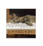 猫  ネコ   ねこ（個別スタンプ：1）