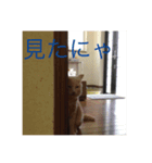 猫  ネコ   ねこ（個別スタンプ：6）