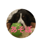 Bernese Mountain（個別スタンプ：3）