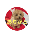 可愛い犬 トイプードル ポコ（個別スタンプ：2）