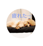 可愛い犬 トイプードル ポコ（個別スタンプ：4）