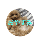 可愛い犬 トイプードル ポコ（個別スタンプ：9）