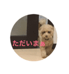 可愛い犬 トイプードル ポコ（個別スタンプ：11）