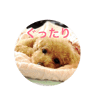 可愛い犬 トイプードル ポコ（個別スタンプ：13）