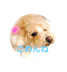 可愛い犬 トイプードル ポコ（個別スタンプ：16）