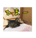 毛玉キャット（個別スタンプ：15）