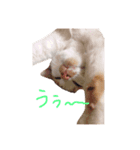 猫の大吉stamp（個別スタンプ：1）