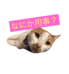 猫の大吉stamp（個別スタンプ：5）