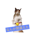 猫の大吉stamp（個別スタンプ：8）