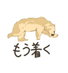 クマの可能性（個別スタンプ：24）