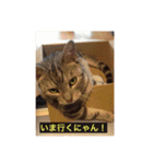 イケ猫「はく」のネコ語スタンプ（個別スタンプ：9）